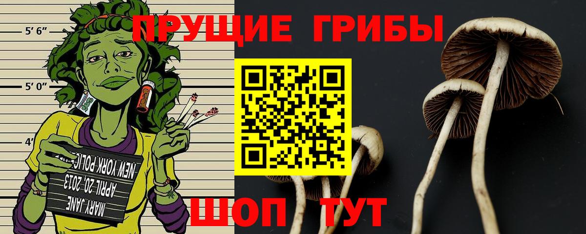 Сухой Лог  Галлюциногенные грибы Magic Shrooms  Вход с VPN 